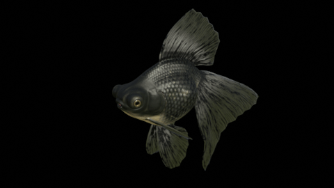 Broadtail Moor goldfish preview image 1